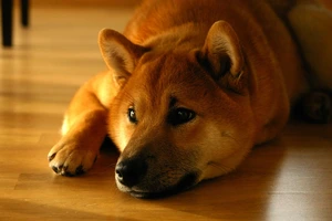 Keeping Your Shiba Inu Fit: How Much Exercise Do They Need