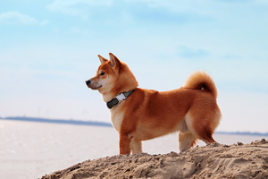 Proactive Prevention: Tips for Avoiding Behavioral Problems in Your Shiba Inu