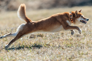 The Truth About Shiba Inu Exercise: How Much, How Often, and How Intense