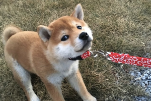 How Do I Get My Shiba Inu Stop Whining?