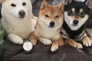 Exploring the Different Types of Shiba Inus: A Comprehensive Guide