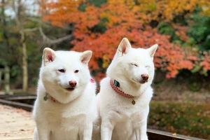 Cream Shiba Inu 101: A Comprehensive Guide to the Breed and the Controversy