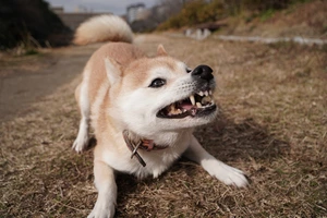 Why Your Shiba Inu Loves to Run Wild: Zoomies Explained