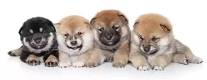 Black and Tan Beauty: Why These Shiba Inus Stand Out from the Crowd