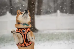 Shiba Inu Behavior Issues: Common Problems and Solutions