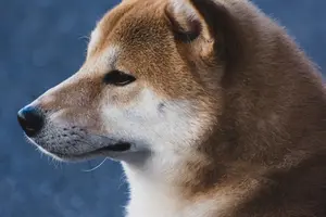 The Shiba Inu Snub : Why Your Dog Blanks You