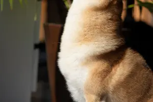 The Pros and Cons of Owning a Shiba Inu: 10 Things to Think About Before Adopting