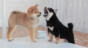 Shiba Inus and Barking: What You Need to Know