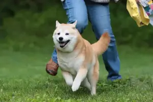 Mastering Shiba Inu Training: A Step-by-Step Guide