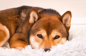 Unlocking the Personality of a Shiba Inu: A Guide to Temperament and Behavior