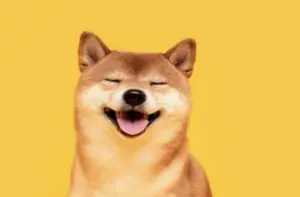 10 Fun Facts About Shiba Inu