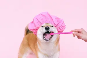 Happy Mouth, Happy Pup: A Guide to Brushing Your Dog's Teeth Every Day