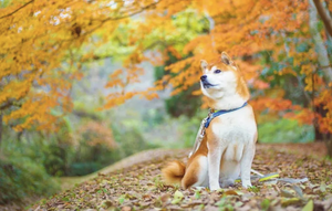 Born With Curls: Why Shiba Inus Have Spiraled Tails