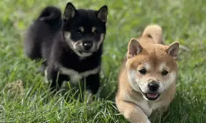 Is a Shiba lnu Right for You? A Beginner's Guide to Choosing the Perfect Breed
