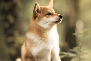 Why Do Shiba Inus Eat Poop?