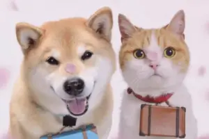 The Cat-Like Charms of Shiba Inus