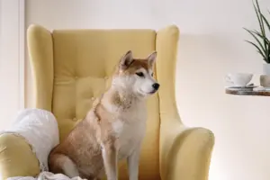 Aging Gracefully: Caring for Your Geriatric Shiba Inu