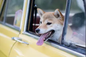 The Journey to Adulthood: A Comprehensive Look at Shiba Inu Puppy Development