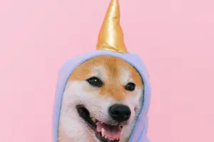 Shiba Inu Size and Proportions: Finding the Perfect Fit for Your Lifestyle