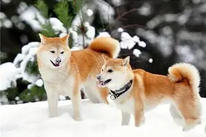 Shiba Inu vs. Shiba Inu Mix: Understanding the Differences