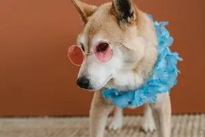 The Beauty of Shiba Inu Coat Colors and Markings