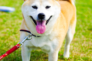 Treat Your Shiba Inu Right: How to Choose the Best Treats