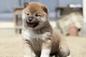 Budgeting for a Shiba Inu Puppy: Tips and Tricks for Managing the Costs