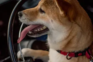 Keeping Cool: Summer Heat Tips for Shiba Inus