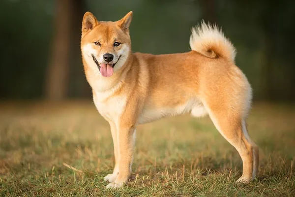 Picky Eating: Why Your Shiba Inu Is so Choose