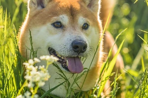 Skin Allergies in Shiba Inus: Causes, Symptoms, and Treatment Options