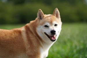 Why Shiba Inus Get the Munchies for Grass