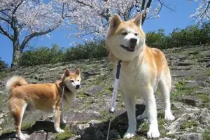 Difference between Shiba Inu and Akita