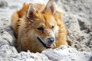 The Wooly Shiba Inu: The Fluffy and Fabulous Variation of the Breed