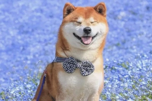 Shiba Inus on the Run: Assessing Their Speed and Endurance
