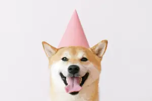 Kawaii Culture and Shiba Inus: A Match Made in Heaven