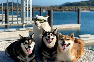 How can I socialize my Shiba Inu?