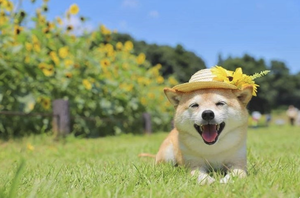 What do I need to know before getting a Shiba Inu?