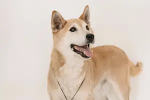 The Eyes Have It: Why Does My Shiba Inu Stare At Me