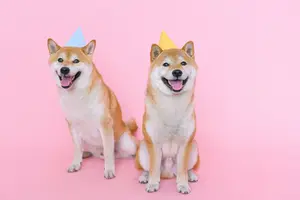 Healthy Habits for Your Shiba Inu: Tips for Avoiding Common Health Problems