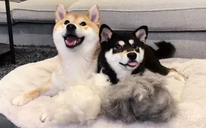 The Ultimate Shiba Inu Grooming Guide