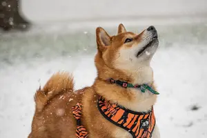 Adopting a Shiba Inu Puppy: A Comprehensive Guide to the Process