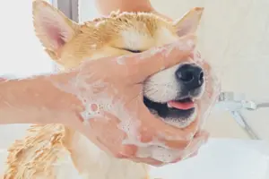 The Art of Bathing Your Shiba Inu: Tips and Tricks for a Clean and Happy Pup