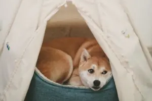 The Key to a Healthy Shiba Inu: Taking Care of Their Mental and Emotional Well-Being