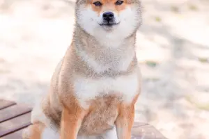 Weight Management for Shiba Inus: Causes of Excess Pounds and Solutions