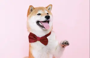 Shiba Inu Communication: Deciphering Their Body Language