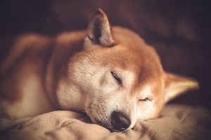 Aging Gracefully: How Long Do Shiba Inus Typically Live?