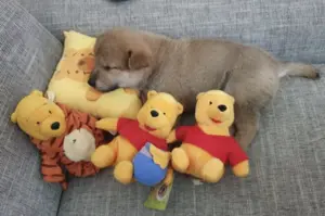 Nipping the Nipping in the Bud: Tips for Dealing with Shiba Inu Puppy Biting